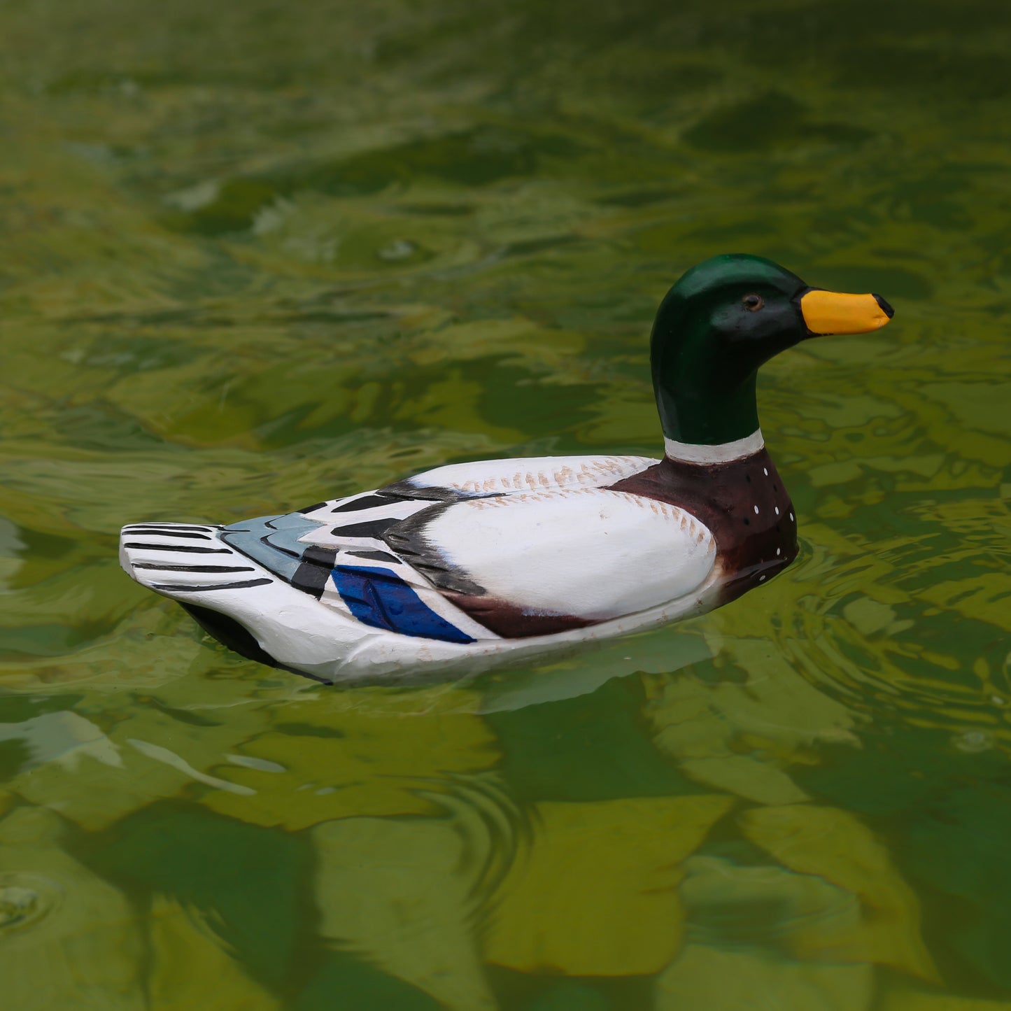 Mallard Duck