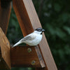 Black-Capped Chickadee