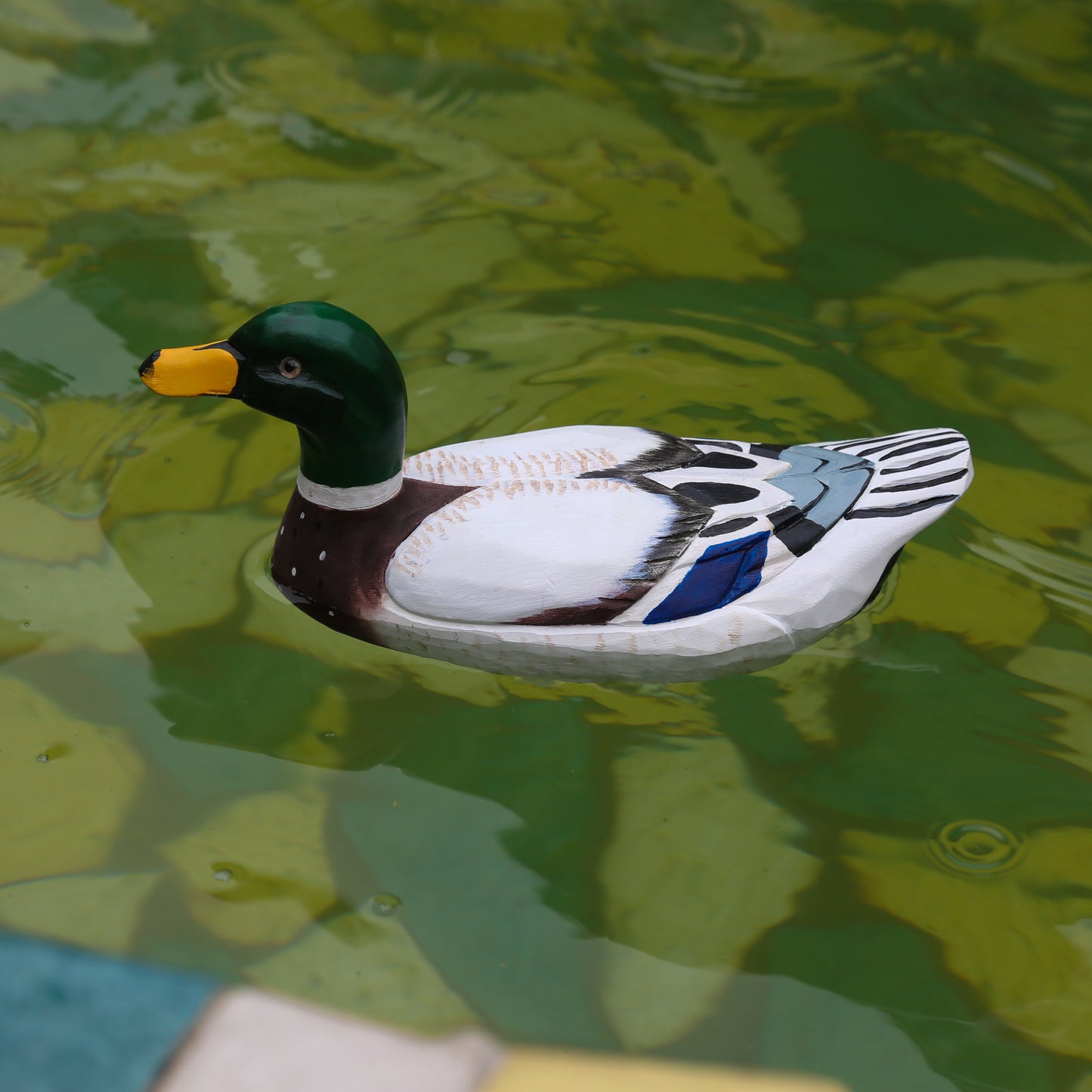 Mallard Duck