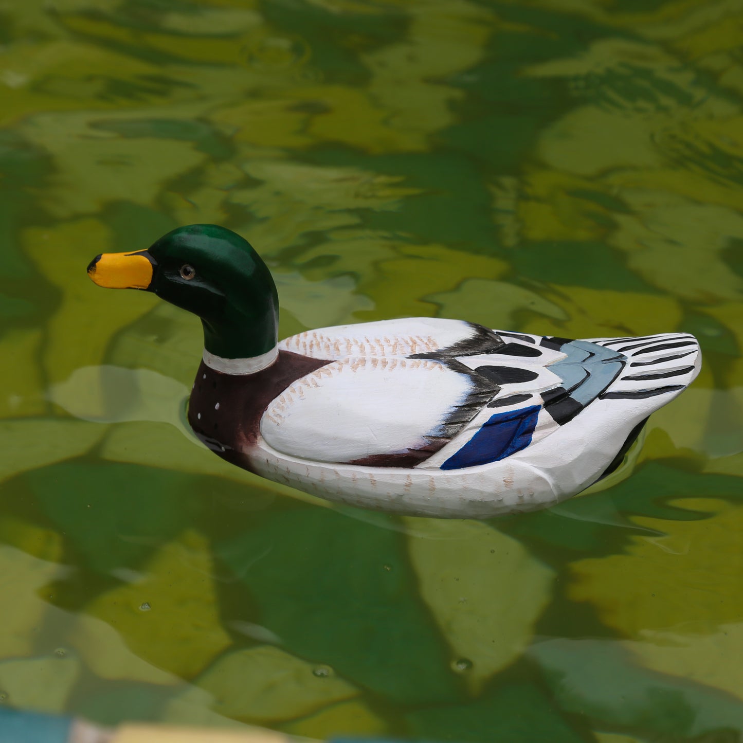 Mallard Duck