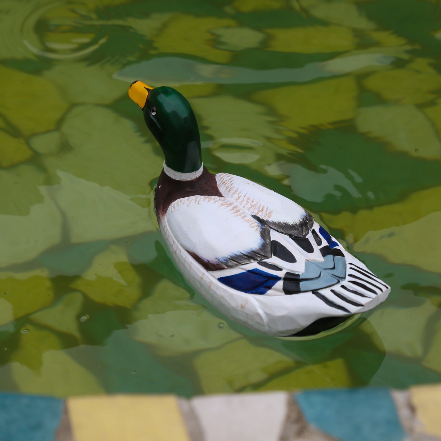 Mallard Duck