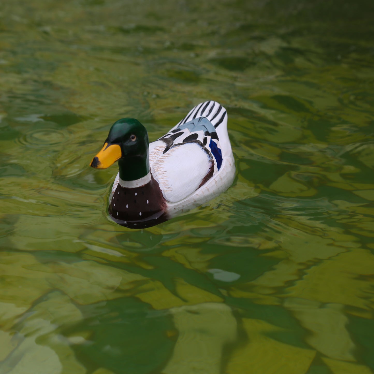 Mallard Duck