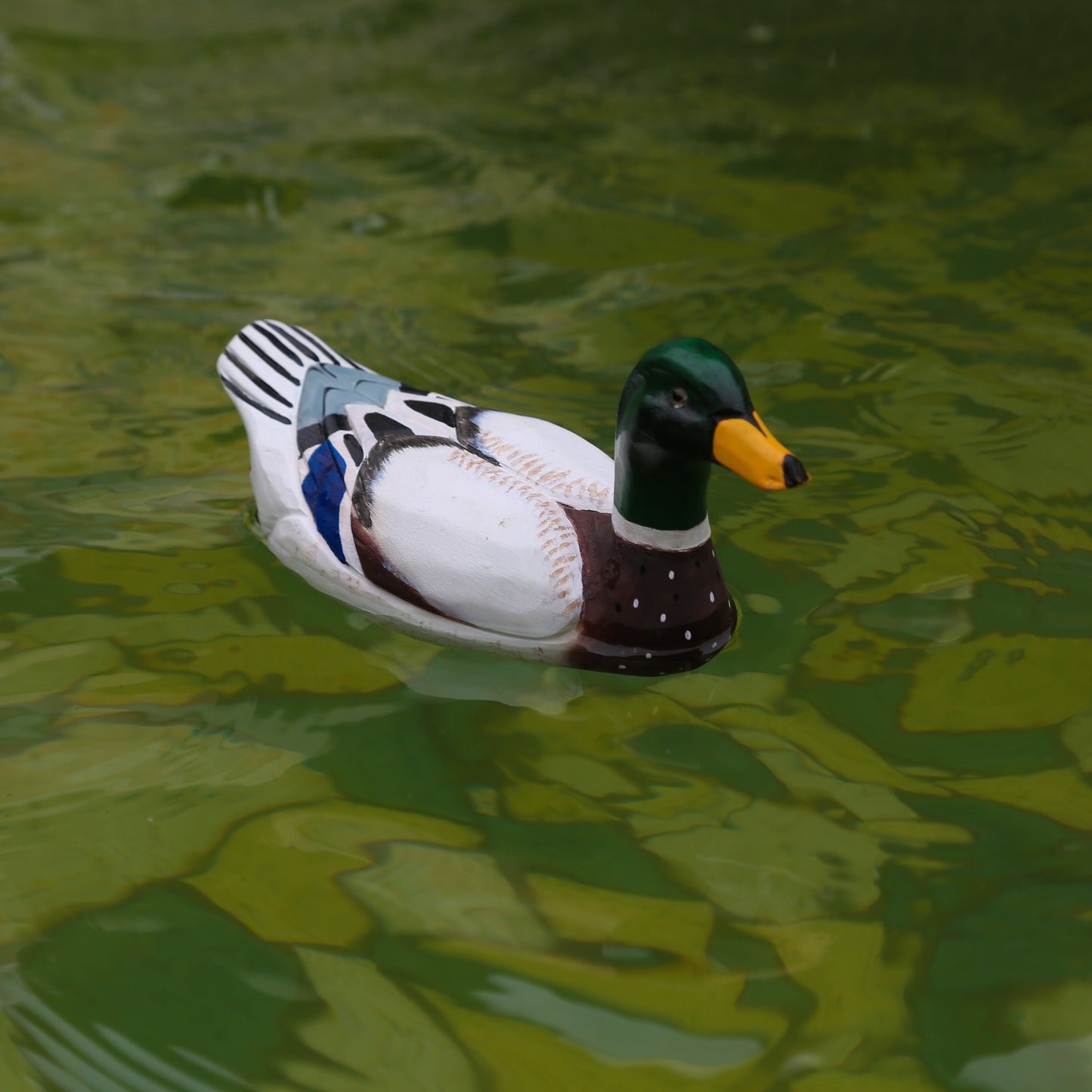 Mallard Duck