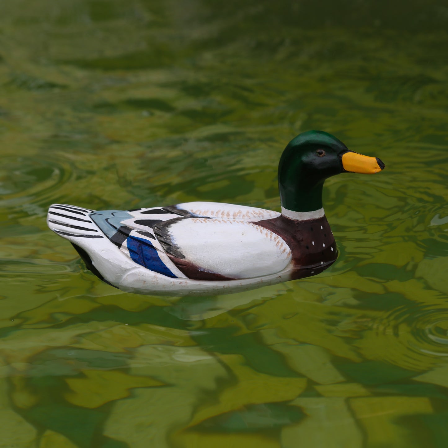 Mallard Duck