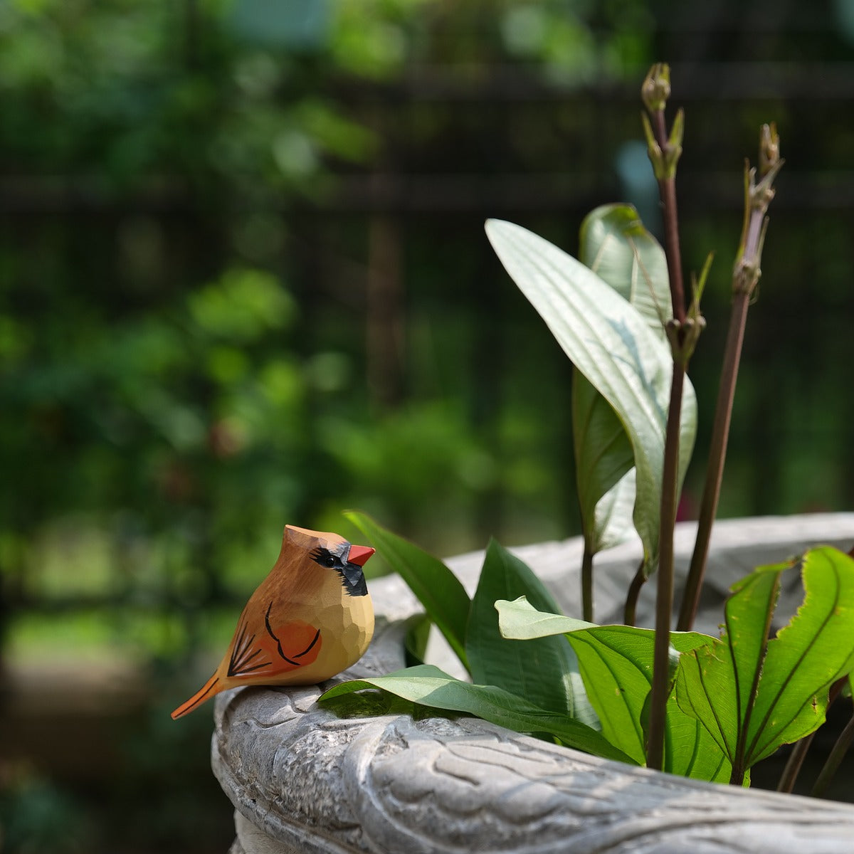 Classic Female Cardinal