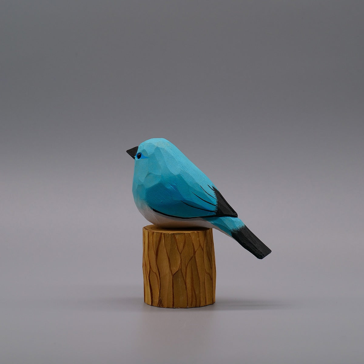 Classic Mountain Bluebird