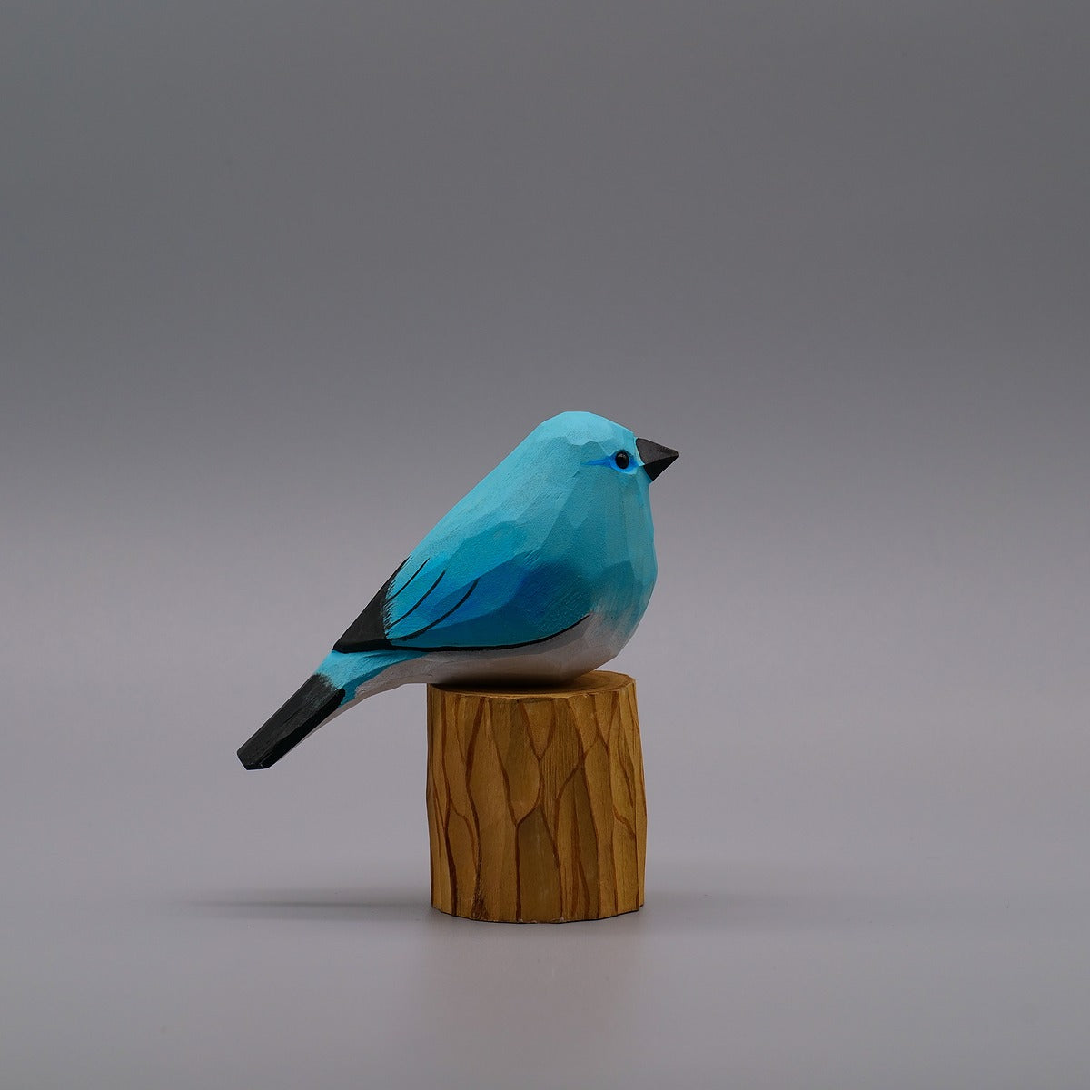 Classic Mountain Bluebird
