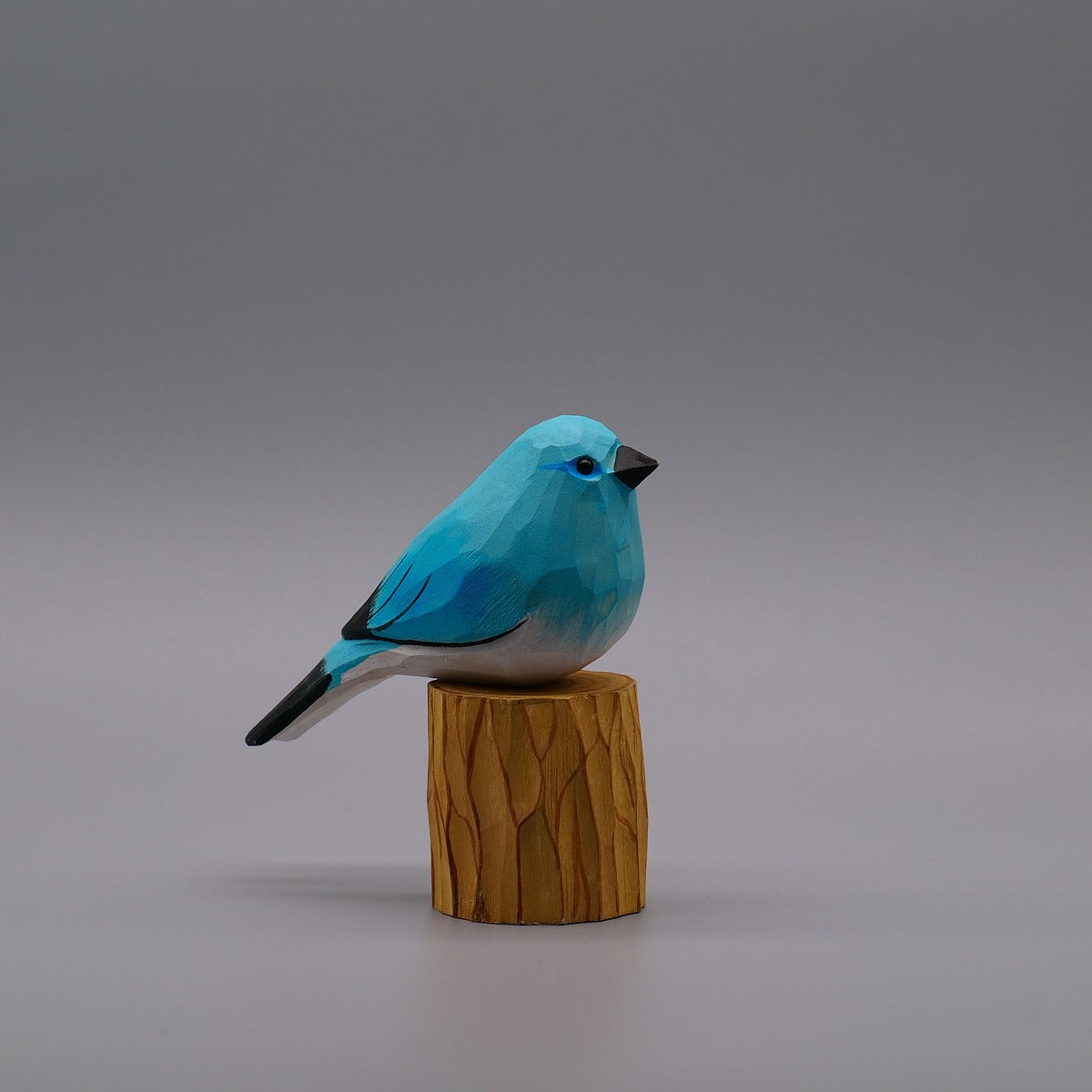 Classic Mountain Bluebird