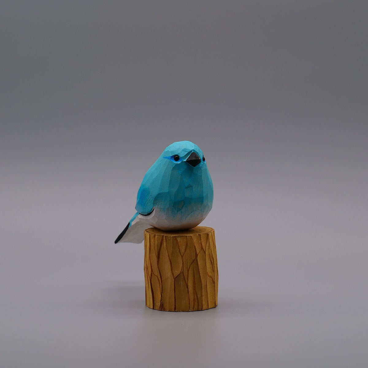 Classic Mountain Bluebird