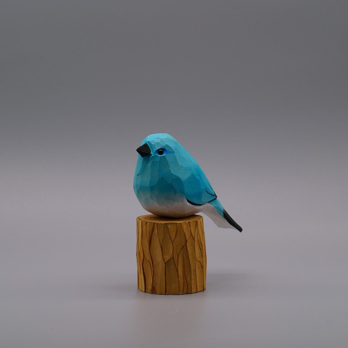 Classic Mountain Bluebird
