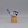 Superb Fairywren