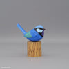 Splendid Fairywren