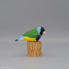 Gouldian Finch