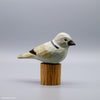 Dove
