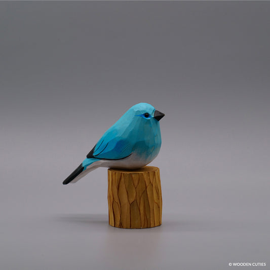 Classic Mountain Bluebird