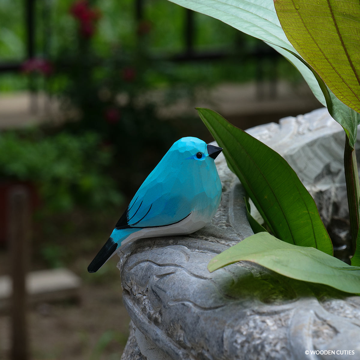 Classic Mountain Bluebird